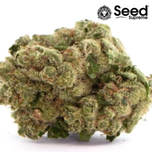 Sour Diesel Seeds - Seed Supreme - Sacbee