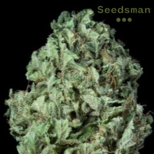 Sour Diesel Seeds - Seedsman - Sacbee