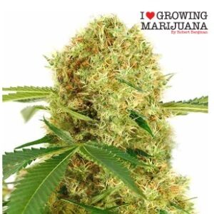 Strongest Strain of Weed - ILGM WhiteWidow - Sacbee
