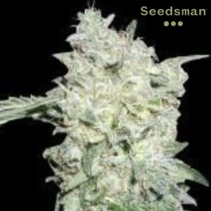 Strongest Strain of Weed - Seedsman Afghan - Sacbee