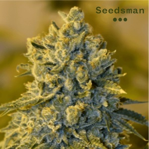 Strongest Strain of Weed - Seedsman Bruce Banner - Sacbee