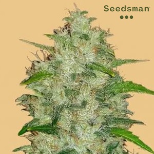 Strongest Strain of Weed - Seedsman Chemdawg - Sacbee