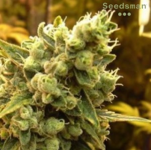 Strongest Strain of Weed - Seedsman SourDiesel - Sacbee