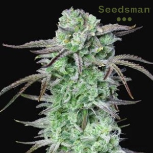 Strongest Strain of Weed - Seedsman Strawberry Banana - Sacbee