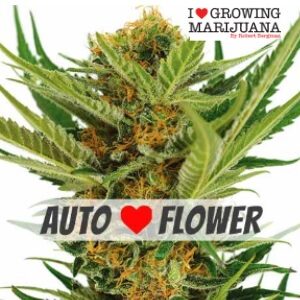 Marijuana Seeds for Sale JackHerer Auto SanLui