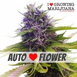 Weed Seeds for Sale Blueberry Auto Sacbee
