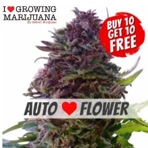 Weed Seeds for Sale Granddaddy Purple Auto Sacbee