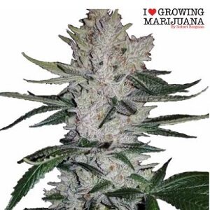 Weed Seeds for Sale ILGM GG4 Feminized Sacbee