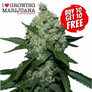 Weed Seeds for Sale SuperSkunk Feminized Sacbee