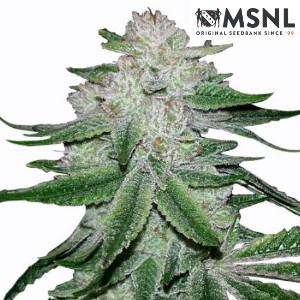 gg4 weed strain msnl sacbee